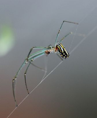 Leucauge argyra is a spider known for being the host of the Hymenoepimecis argyraphaga, a Costa Rican parasitoid wasp